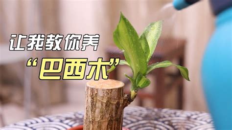 巴西木 香港|巴西木怎么养？园艺师教你，这可能是全网最全面的教程了